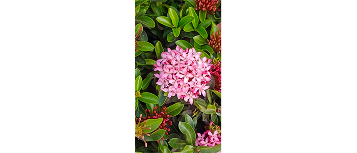 Ixora coccinea